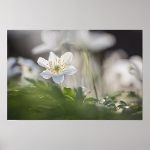 Foto för träemonnaturen poster
