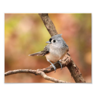 Foto för tuftad timus - fallfoto