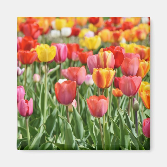 Foto för tulip-natur magnet (Framsidan)