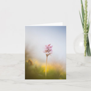 Foto för vild av orchid-natur kort