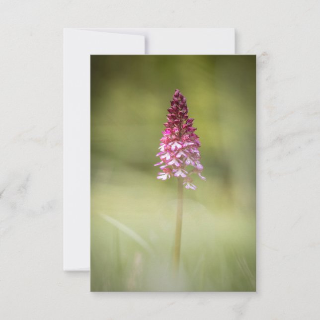 Foto för vild av orchid-natur kort (Framsida)