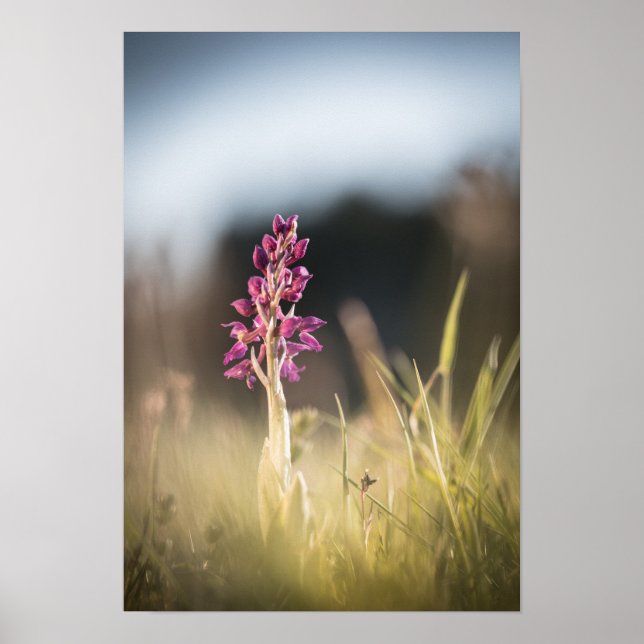 Foto för vild av orchid-natur poster (Framsidan)