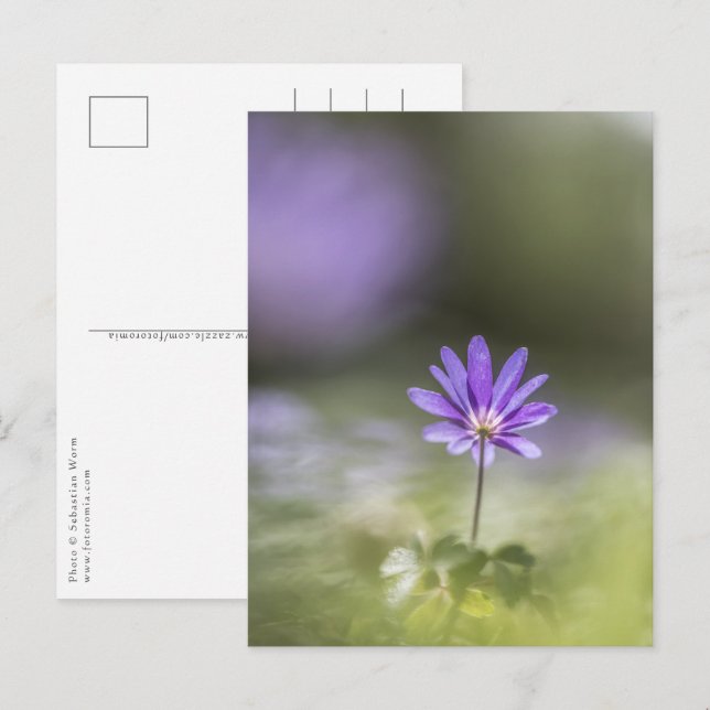 Foto för vindblomstyp vykort (Fram/baksida)