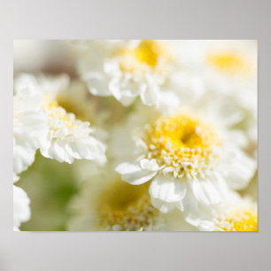 Foto för vitdaisyblomma poster
