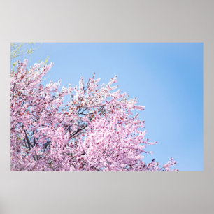 FOTO FRÅN CHERRY BLOMMAR TRÄD POSTER