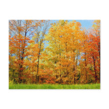 Foto hösten Träd 2004