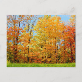 Foto hösten Träd 2004 Vykort