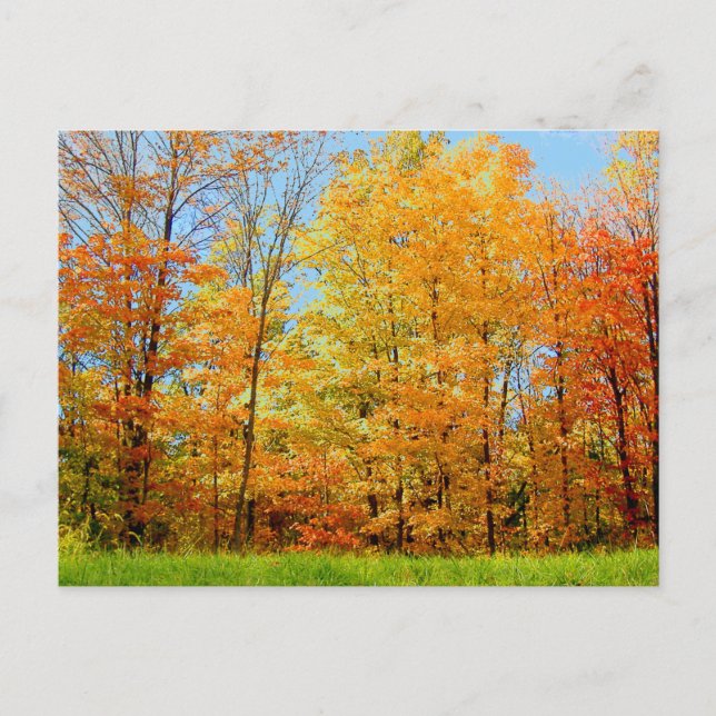 Foto hösten Träd 2004 Vykort (Framsida)