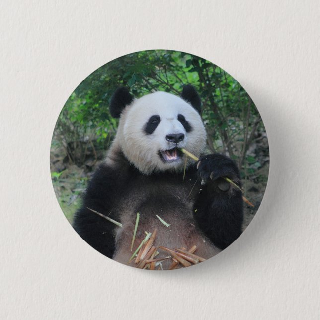Foto jättepanda knapp (Framsida)