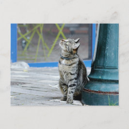 Foto katt , husdjur , djur . vykort