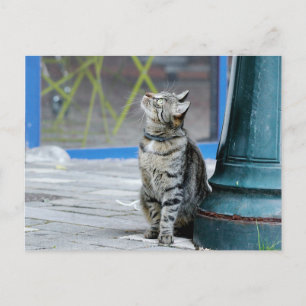 Foto katt , husdjur , djur . vykort