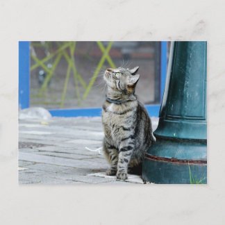 Foto katt , husdjur , djur . vykort