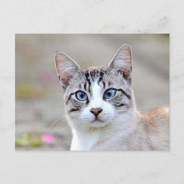 Foto katt , husdjur , djur . vykort (Framsida)