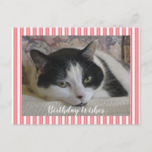Foto Katt