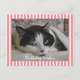 Foto Katt Vykort