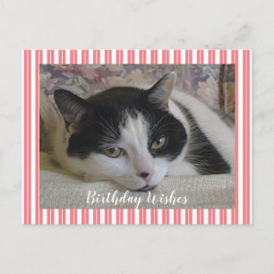 Foto Katt Vykort