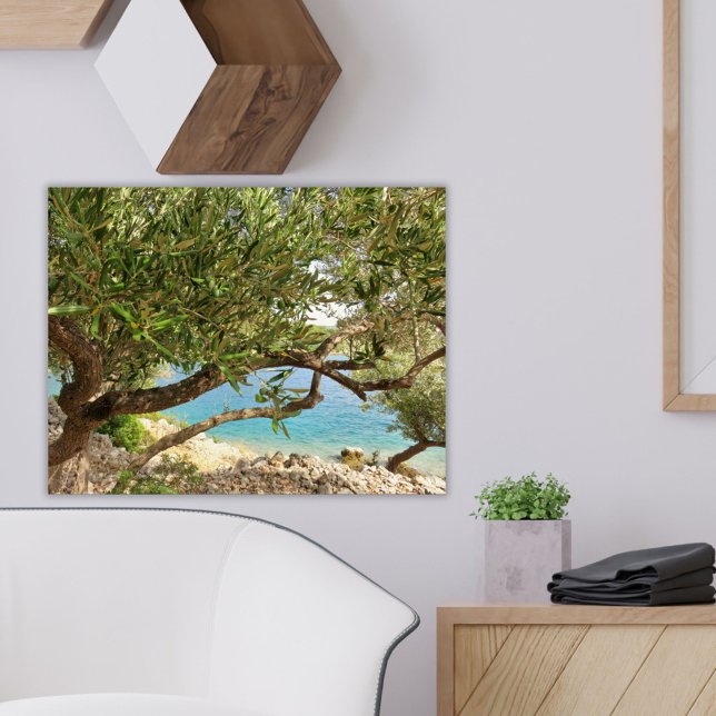 Foto Kusten Olive Träd i Medelhavet Poster (Skapare uppladdad)