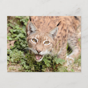 Foto lynx , djur . vykort