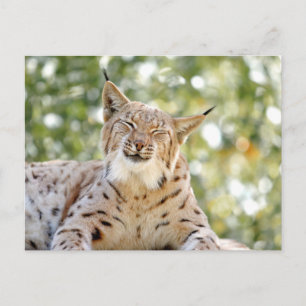 Foto lynx , djur . vykort