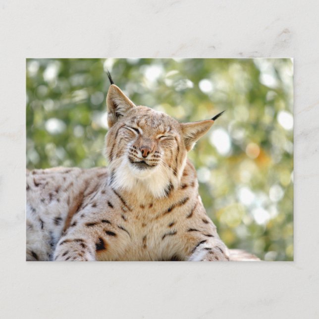 Foto lynx , djur . vykort (Framsida)
