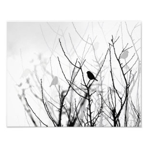 Foto, natur, fåglar, träd fototryck