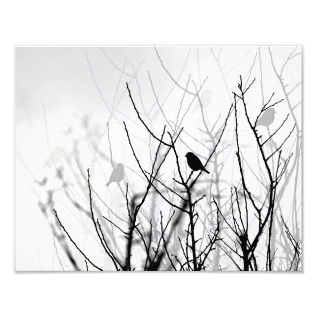 Foto, natur, fåglar, träd fototryck (Framsidan)