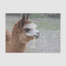 Foto på Alaca Eating Hay-djur
