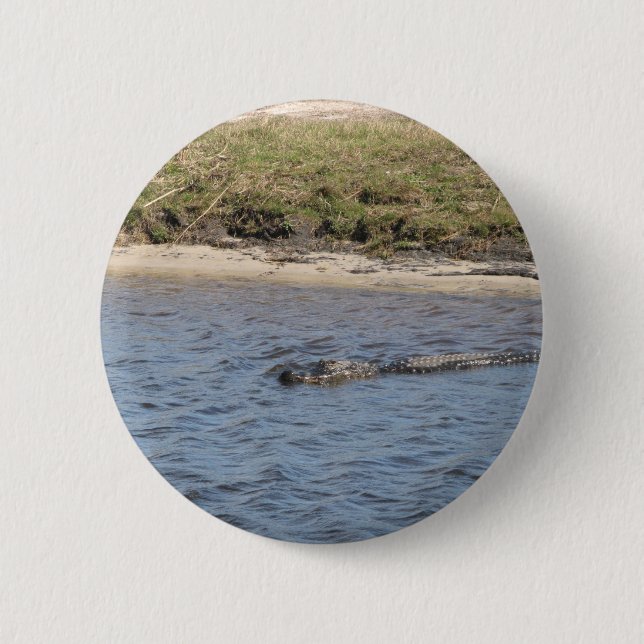 Foto på amerikansk alligator som simmar i en träsk knapp (Framsida)