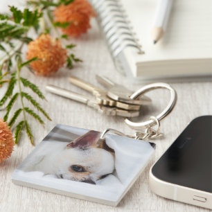 Foto på anpassningsbarna Chihuahua i din hund-valp