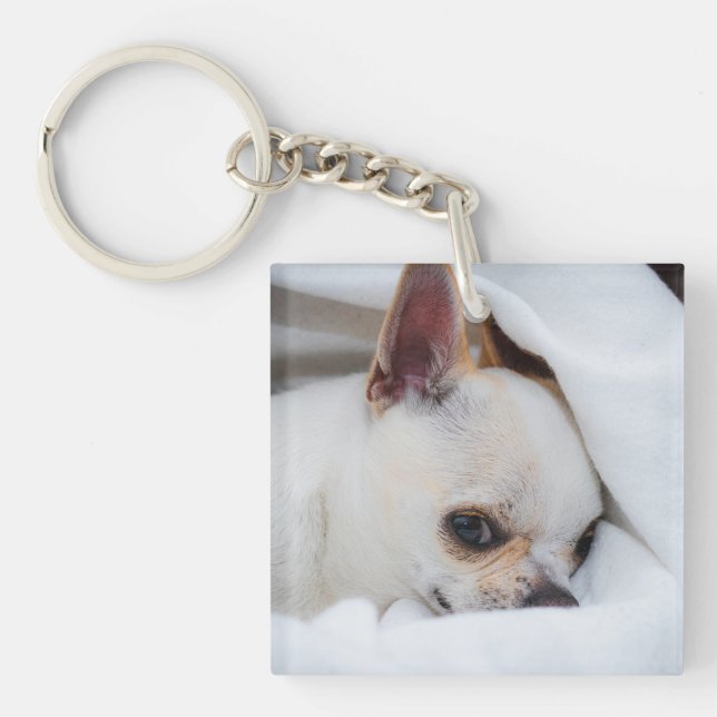 Foto på anpassningsbarna Chihuahua i din hund-valp (Framsidan)
