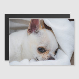 Foto på anpassningsbarna Chihuahua i din hund-valp