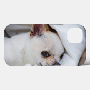 Foto på anpassningsbarna Chihuahua i din hund-valp
