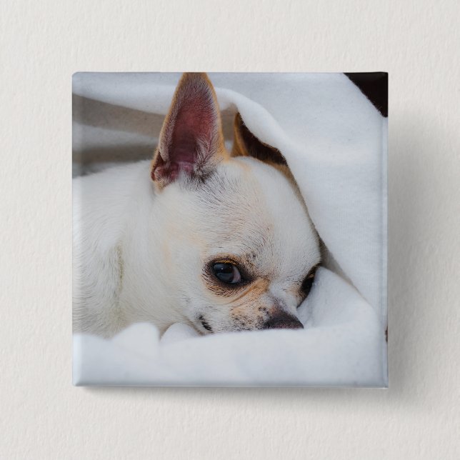 Foto på anpassningsbarna Chihuahua i din hund-valp Knapp (Framsida)