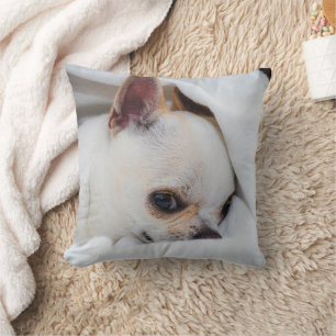 Foto på anpassningsbarna Chihuahua i din hund-valp Kudde
