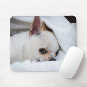 Foto på anpassningsbarna Chihuahua i din hund-valp Musmatta