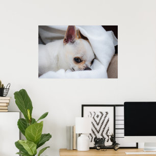 Foto på anpassningsbarna Chihuahua i din hund-valp Poster