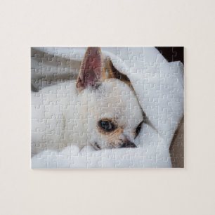 Foto på anpassningsbarna Chihuahua i din hund-valp Pussel