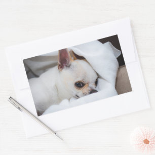 Foto på anpassningsbarna Chihuahua i din hund-valp Rektangulärt Klistermärke