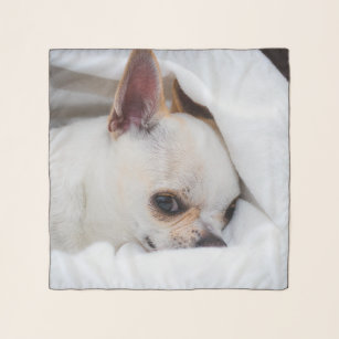 Foto på anpassningsbarna Chihuahua i din hund-valp Sjal