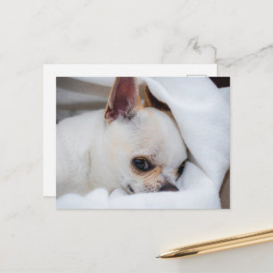 Foto på anpassningsbarna Chihuahua i din hund-valp Vykort