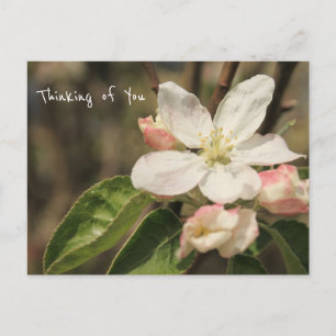 Foto på Apple Blommars i Sol: "Thinking of You" Vykort