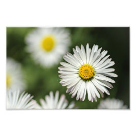 Foto på blommande tusensköna blomma