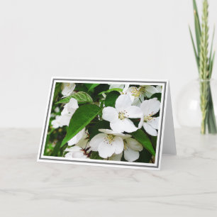 Foto på Blommar med vita körsbär med Grönt Foliage Kort