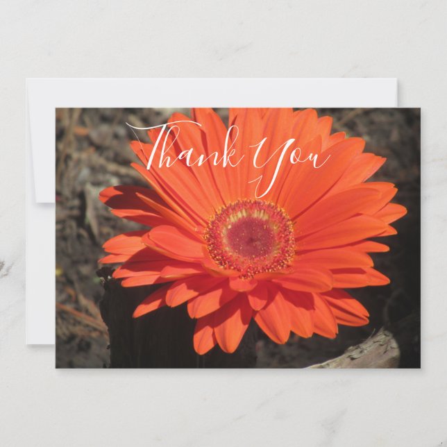 Foto på Blommigten orange Daisy Tack Kort (Framsida)