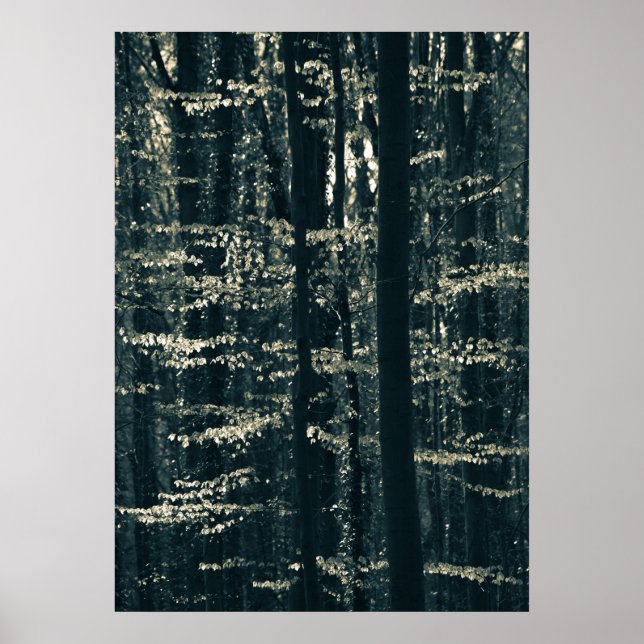 Foto på bokskog poster (Framsidan)