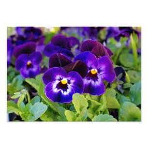 Foto på brant vackert Lila-vallmoblommor