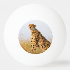 Foto på Cheetah vild african animal Big Cat Pingisboll