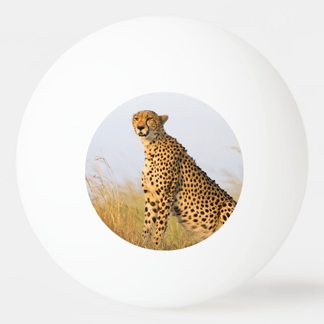 Foto på Cheetah vild african animal Big Cat Pingisboll (Framsidan)