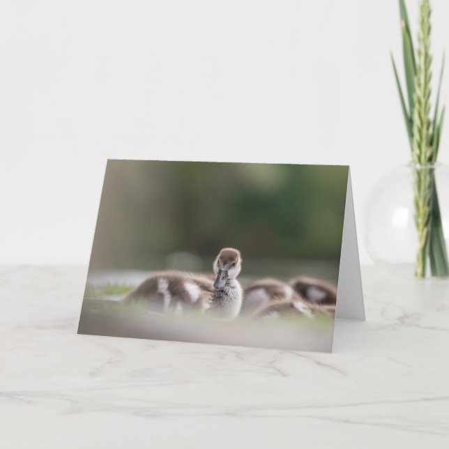 Foto på Cute Bird Nature Kort (Framsida)