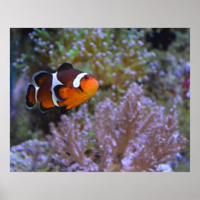 Foto på Cute Clownfish Anemone Coral Underwater Poster (Framsidan)